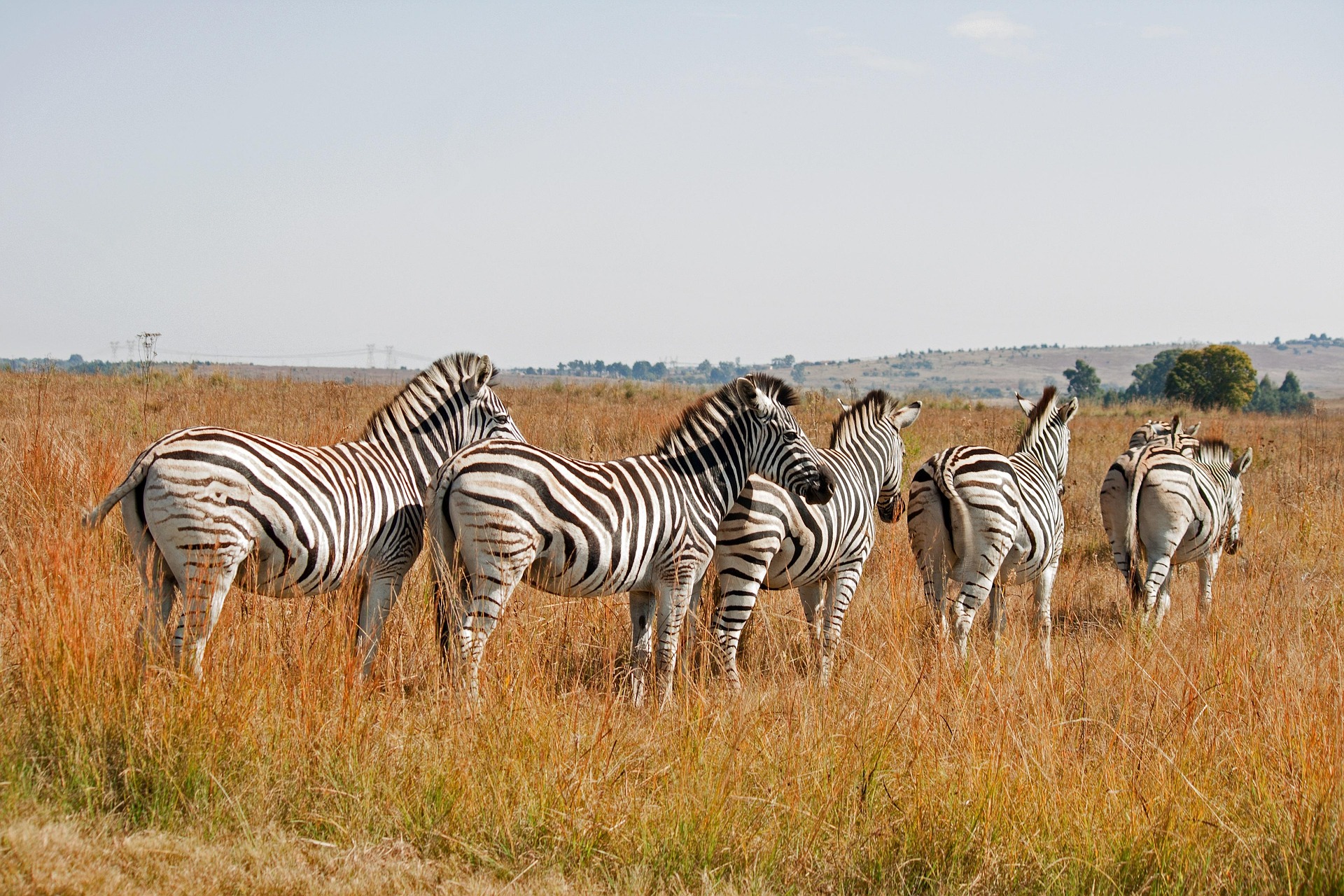 Afrique-du-sud-bluesnap-zebras-8403717-1920